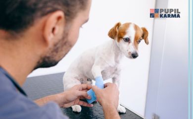 Leki przeciwbólowe dla psa — co można podać Pupilowi na ból?
